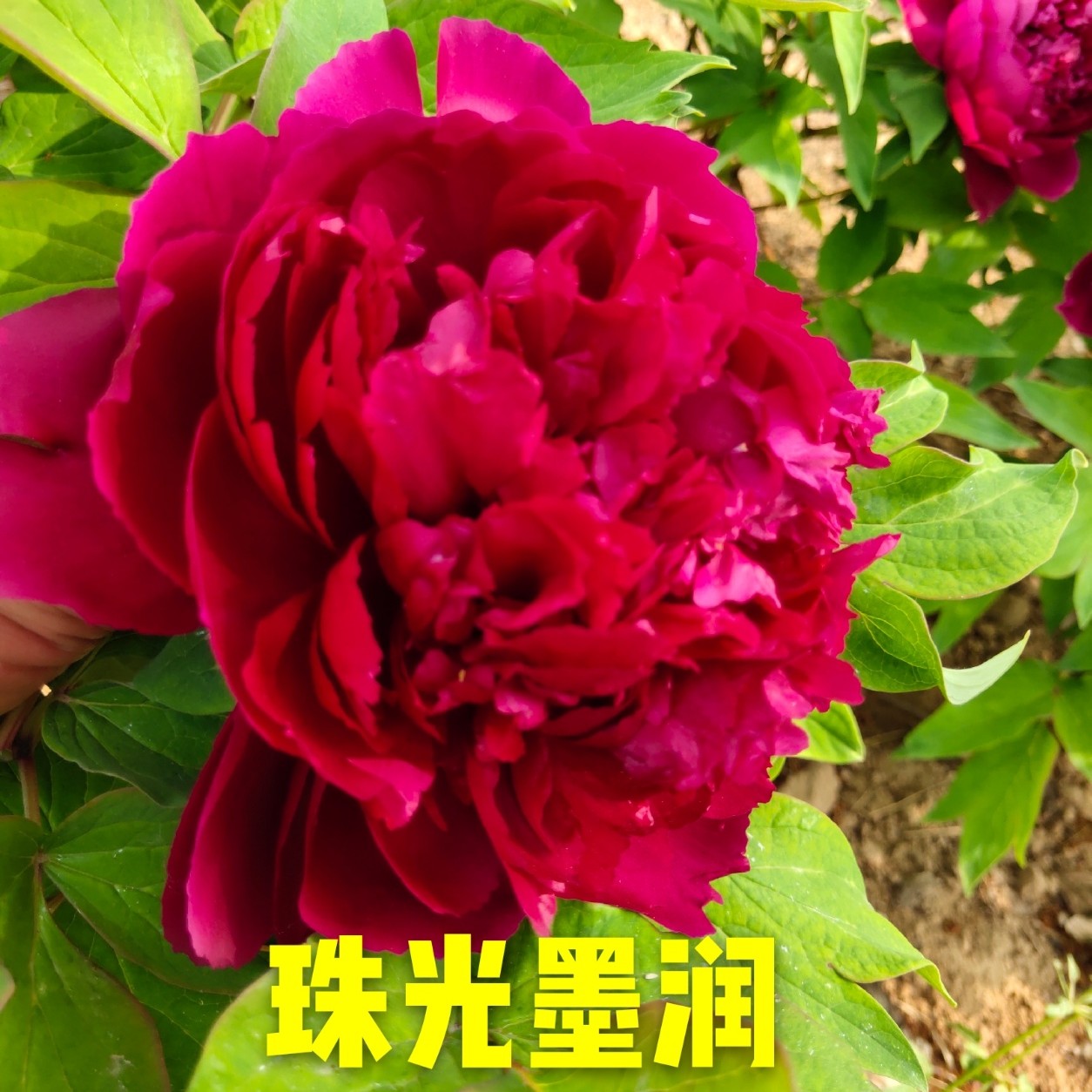 牡丹《珠光墨润》耐旱耐寒庭院盆栽地栽秋季发货