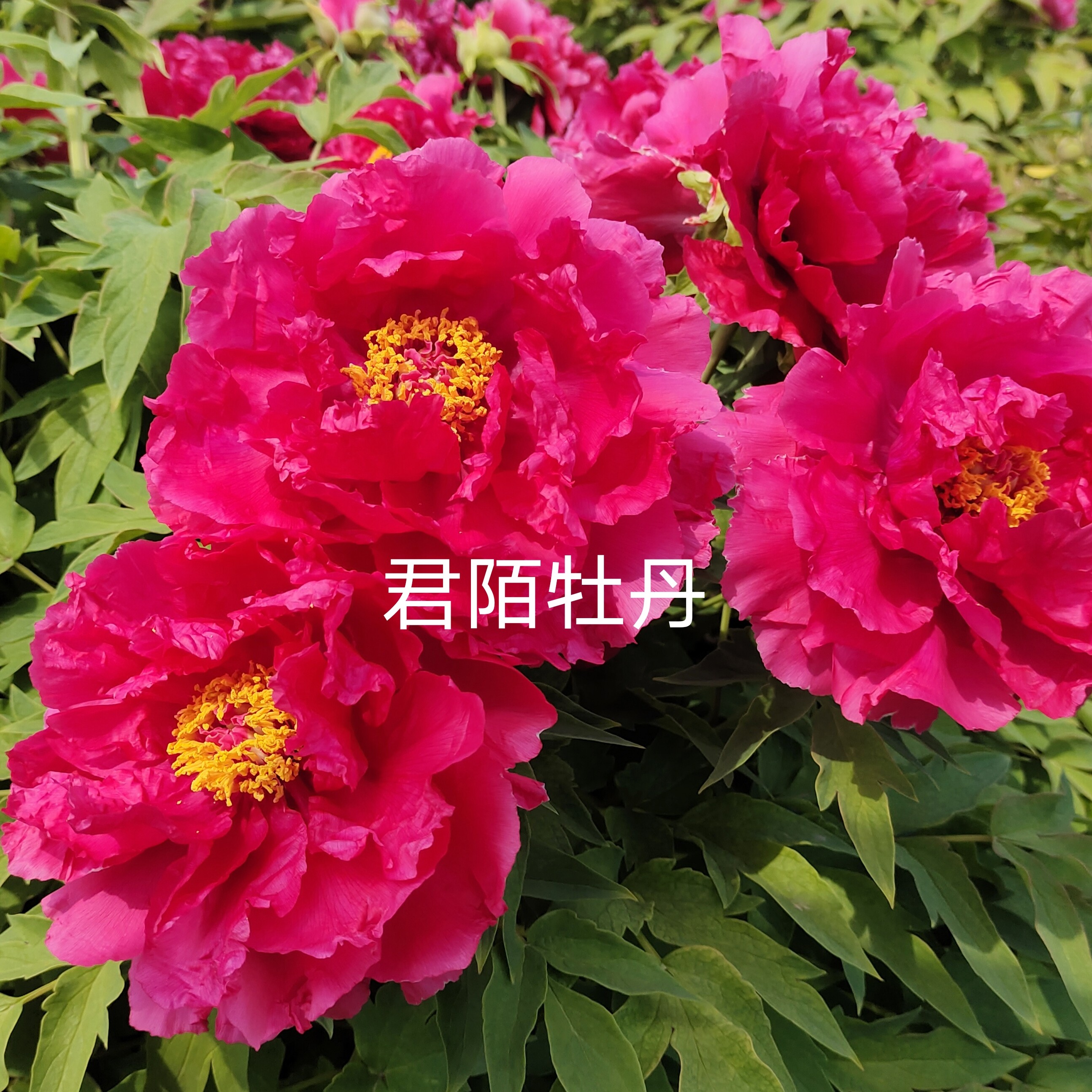 牡丹《新日月锦》耐旱耐寒庭院种植