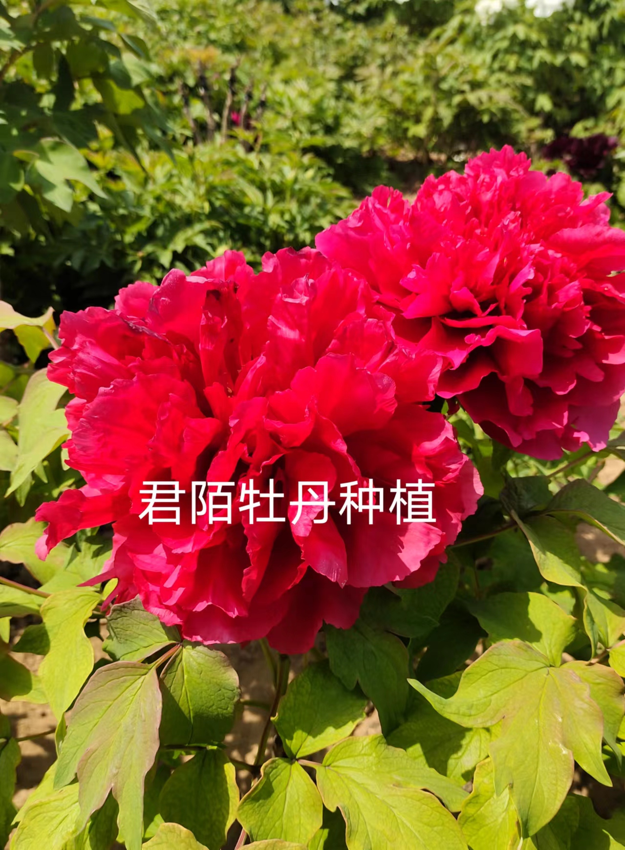 牡丹苗《红旭》地栽庭院种植秋季发货