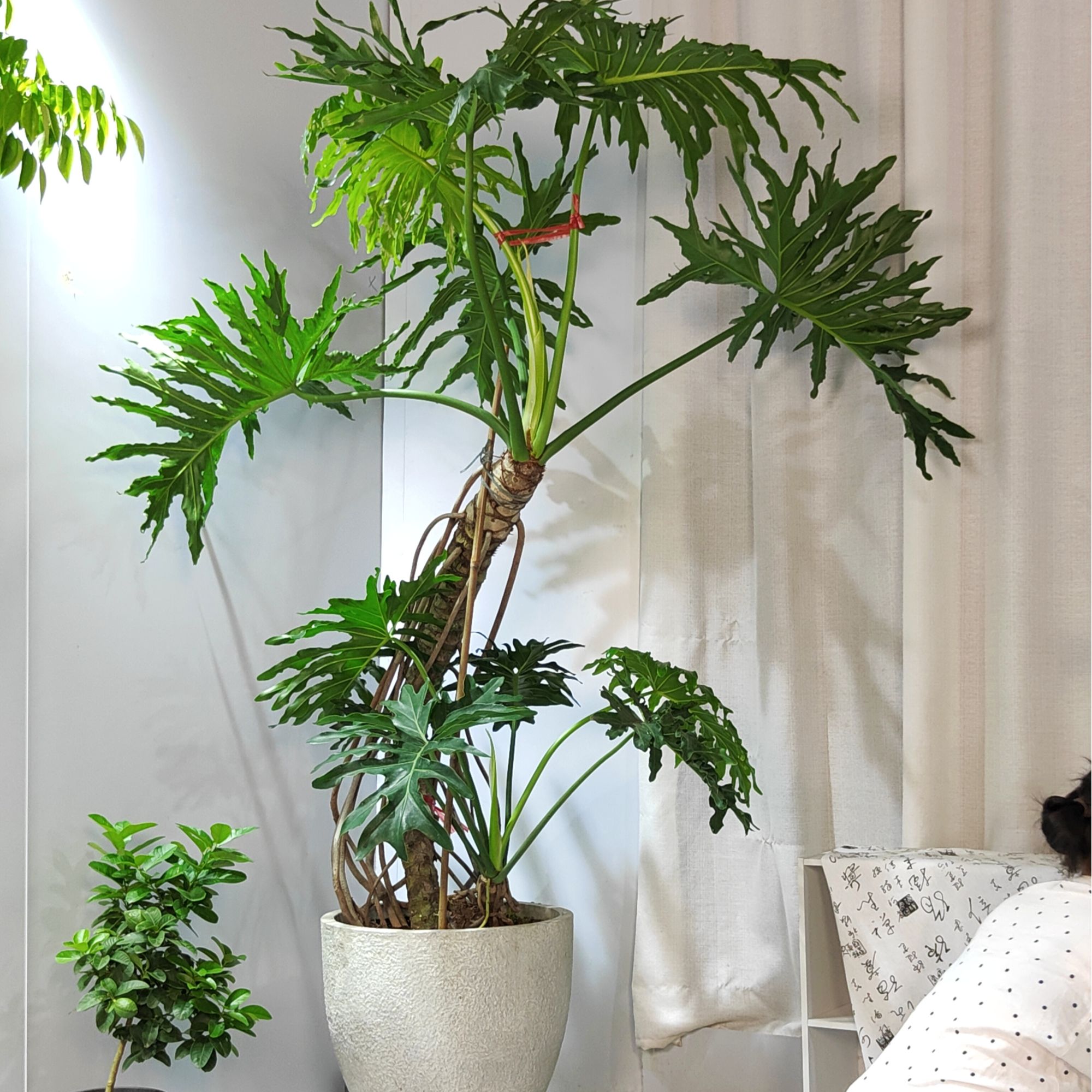 老桩造型大叶龙鳞春羽客厅办公室大型落地绿植【直播间一物一拍】