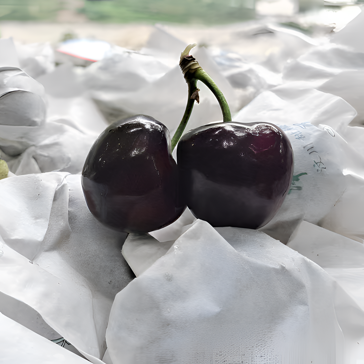 四川套袋黑珍珠车厘子大樱桃新鲜香甜