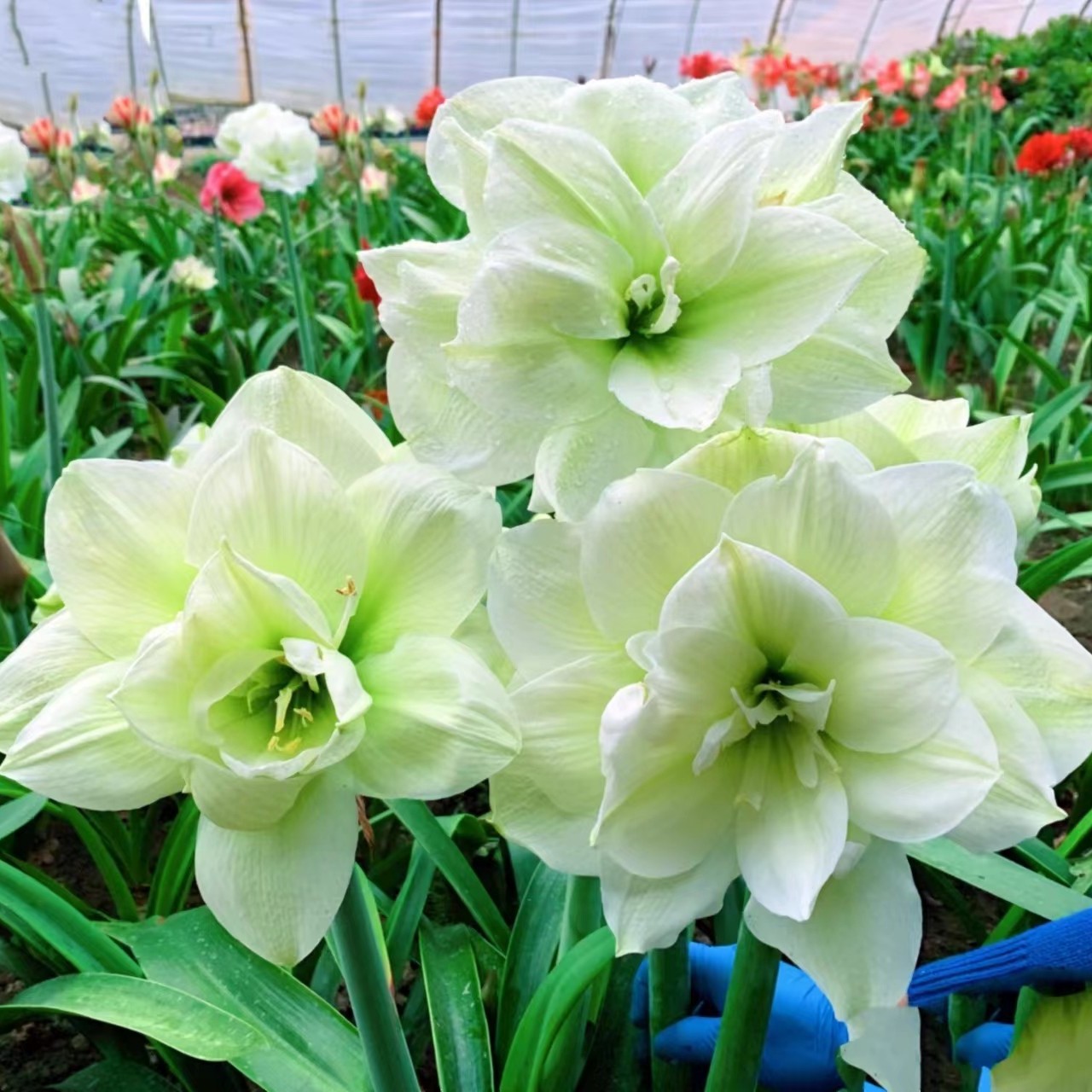 朱顶红【天使/玛丽琳残次球】-重瓣-1粒-