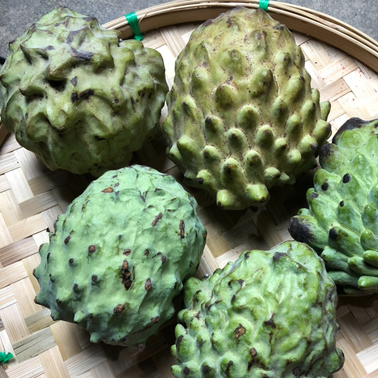 【花皮果】3斤凤梨释迦果