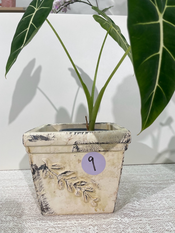 手工复古做旧灰白浮雕橄榄枝四方花盆口径17*高度15不带托盘