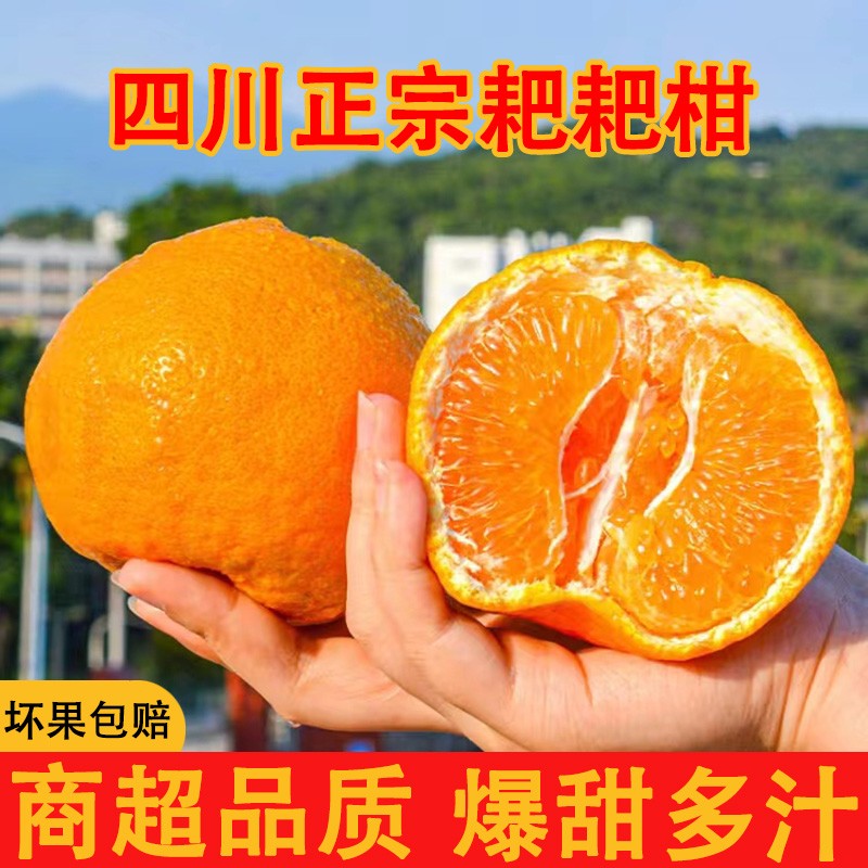 四川正宗春见耙耙柑现摘现发当季水果优质甄选品质不知火丑橘桔子
