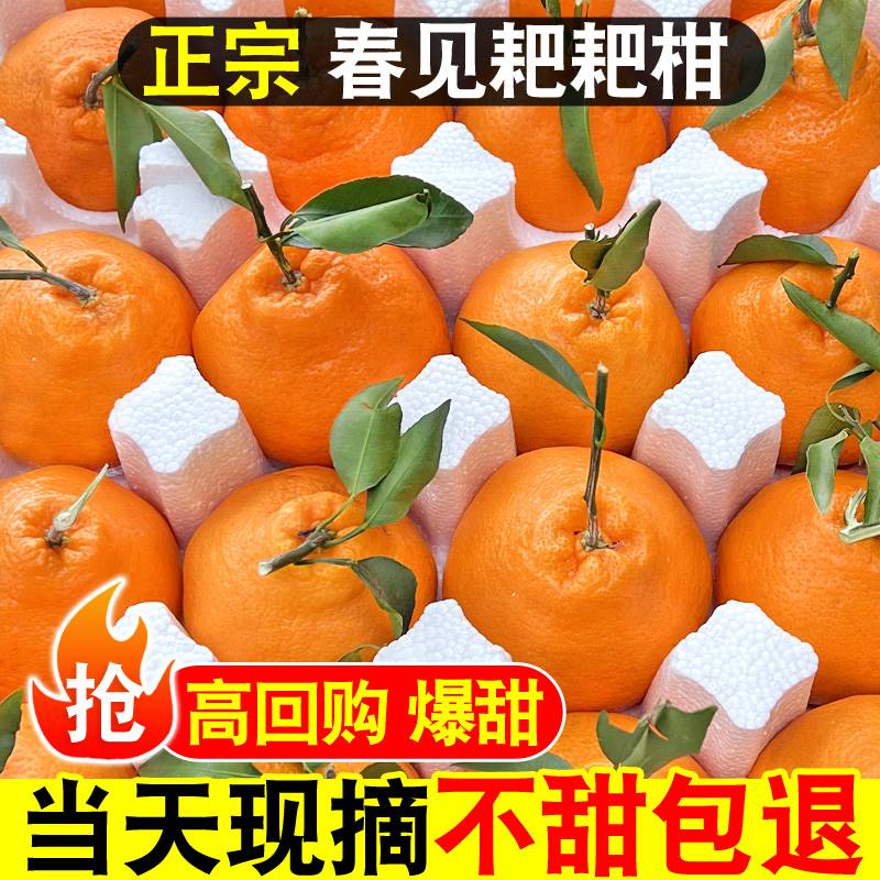 正宗四川春见耙耙柑精品成熟香甜橘子水果当季丑八怪粑粑柑桔子