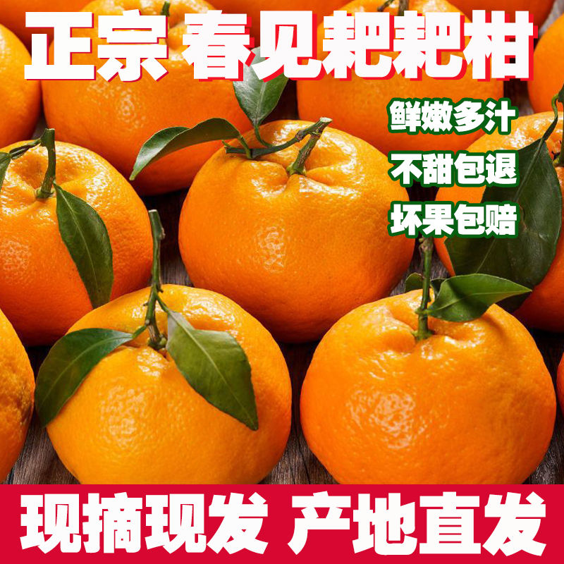 现摘现发四川正宗春见耙耙柑新鲜水果橘子柑橘丑橘桔子丑桔丑八怪