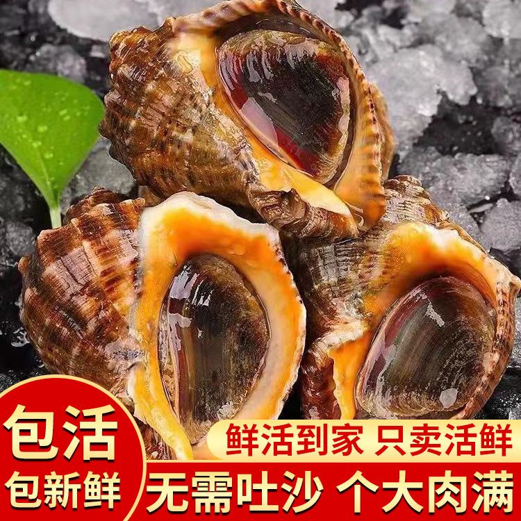 【连云港直发】鲜活海螺只只包活包肥 只只带黄3斤