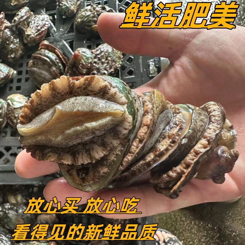 【顺丰包邮】鲜活大鲍鱼生鲜食材批发贝类刺身级新鲜海鲜水产1斤