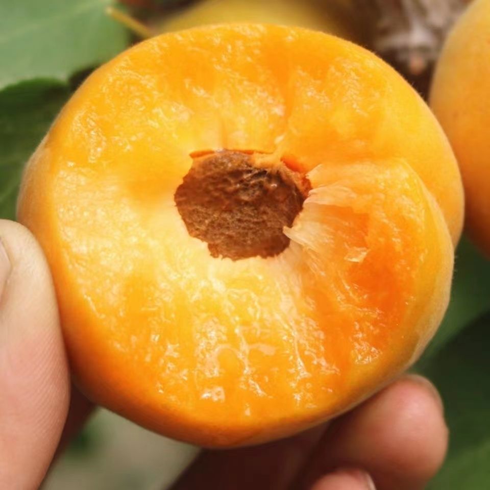 杏树苗纯甜无酸南北方种植盆栽地栽