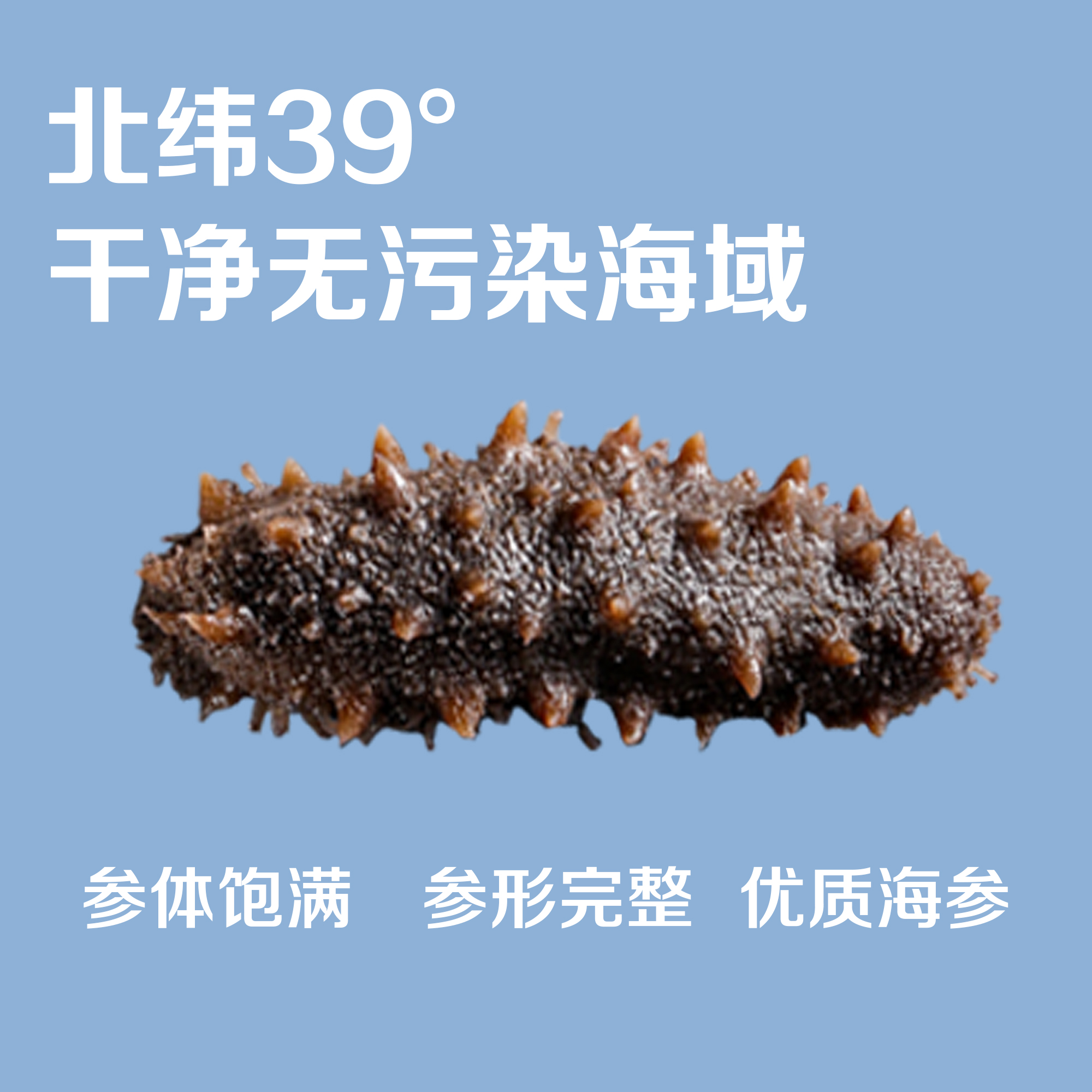 孟参堂 正宗大连辽参鲜食海参8-15头/斤鲜活精选品质口感