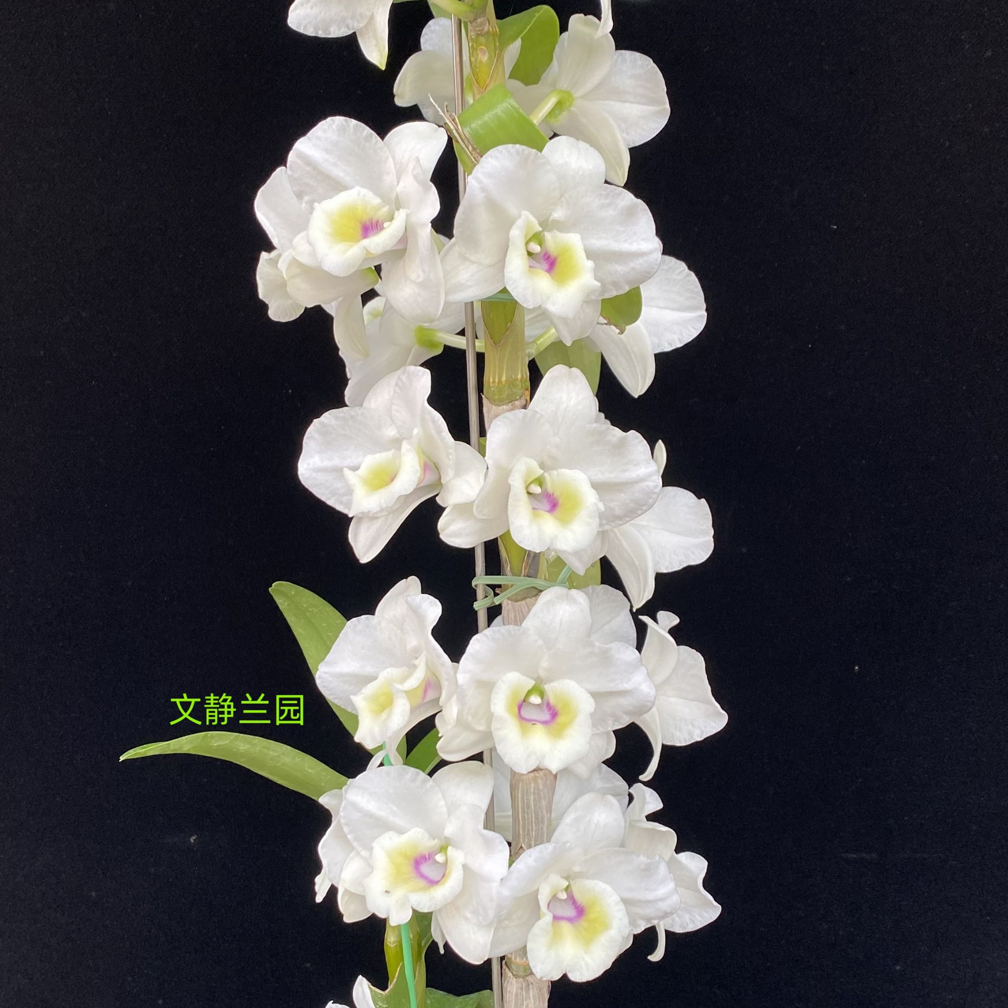 【观音雪莲】文静兰园杂交春石斛易养易活爆花美丽洋兰批发高端精品