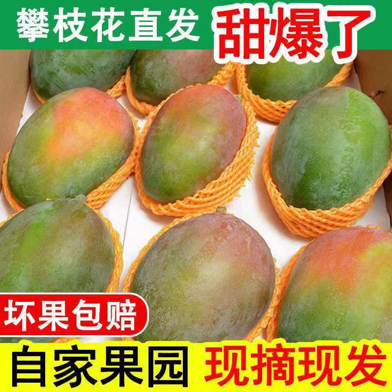 【礼盒装  攀枝花正宗凯特大芒果】产地直发青芒现摘现发大脸芒