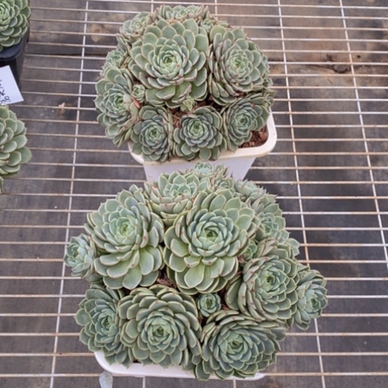 ?****园笨吧
