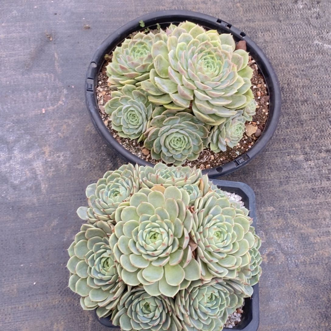 燕*昂斯诺、笨吧