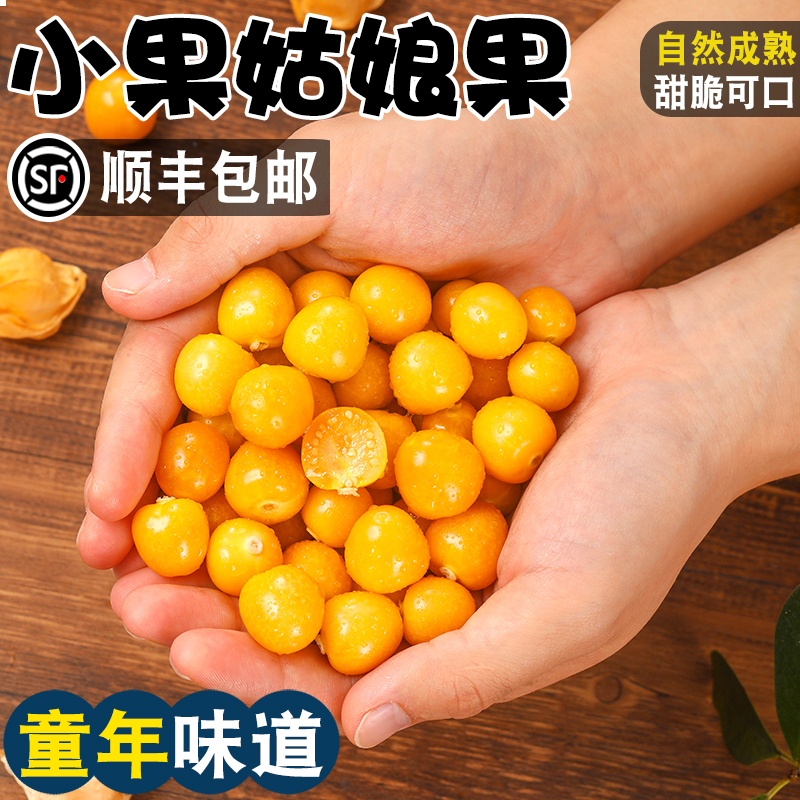 【顺丰】东北姑娘果新鲜奶香味小果黑龙江灯笼果黄菇娘果