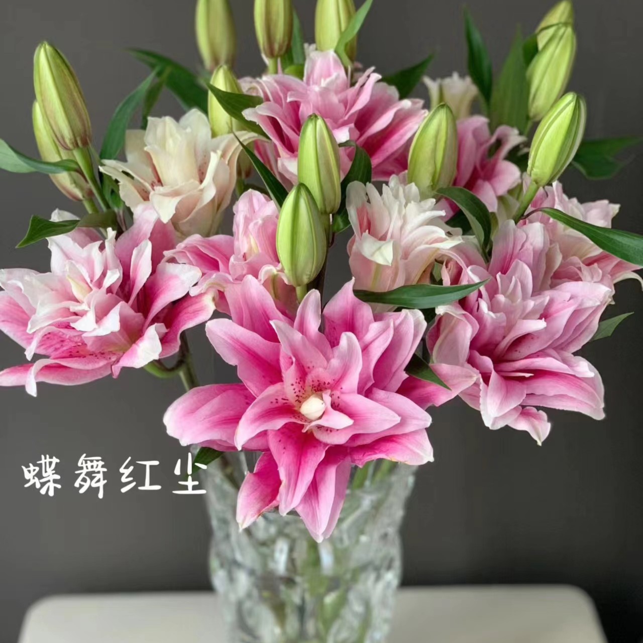 A级 多头蝶舞红尘重瓣香水百合，顺丰包邮