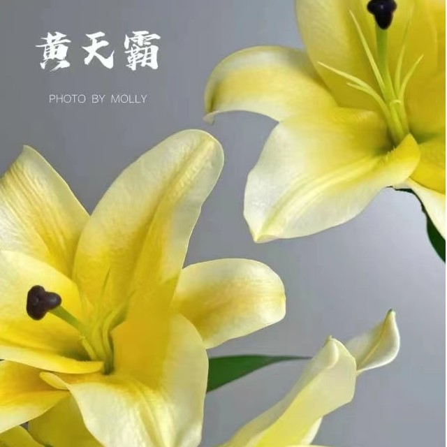 A级黄天霸香水百合5支 昆明直发，顺丰冷链包邮