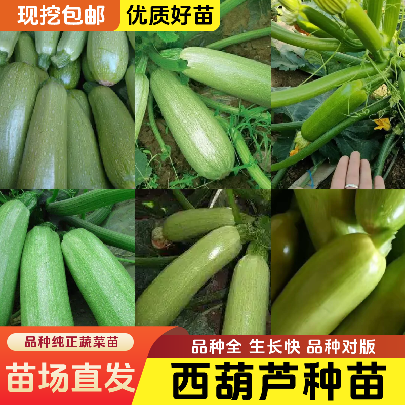 【新西葫芦苗】西葫芦苗秧苗基地直发全国四季高品质高产