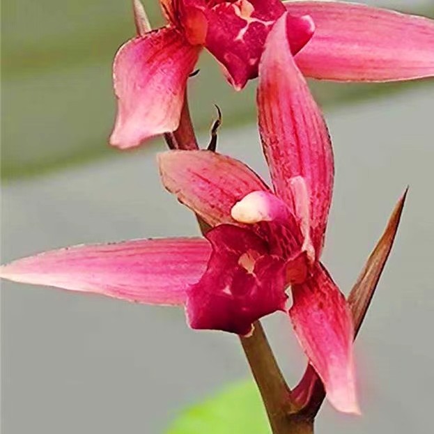 春剑兰花【桃花潭水】