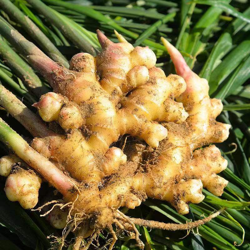 云南手工切片小黄姜自然晒干片500g