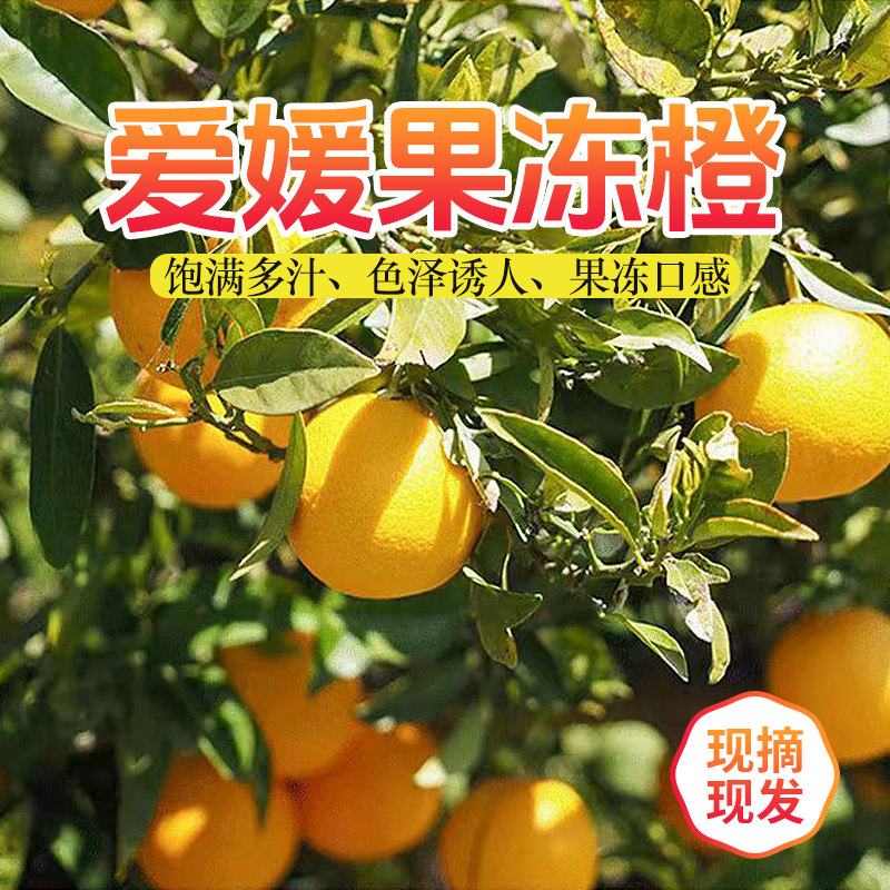 爱媛果冻橙年货节礼品