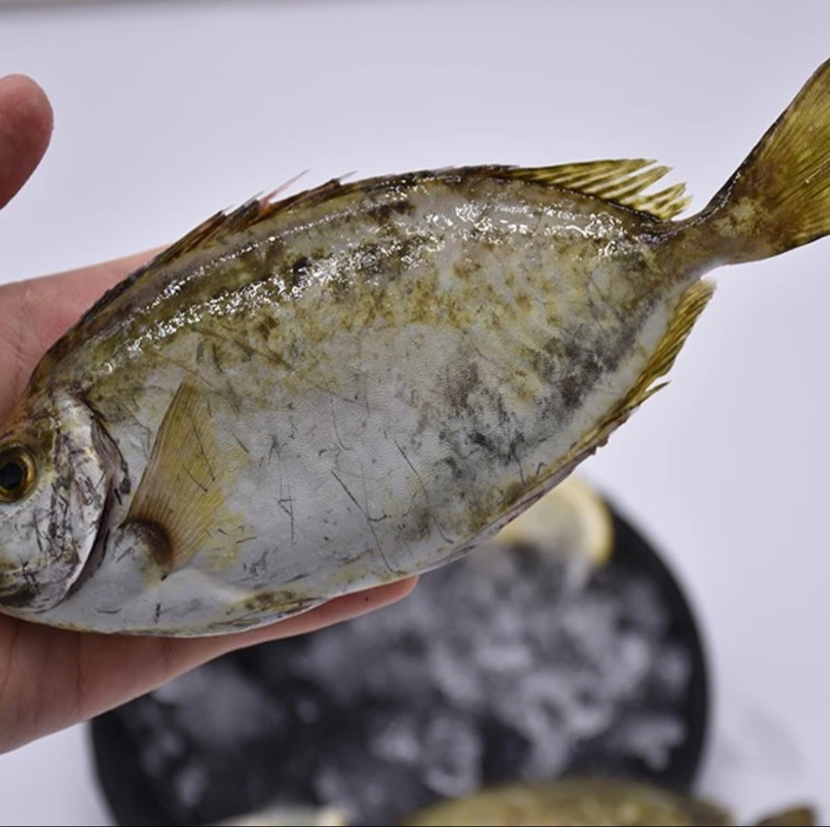 新人福利泥猛鱼3斤5斤装，有帮去内脏！杀好一斤400克