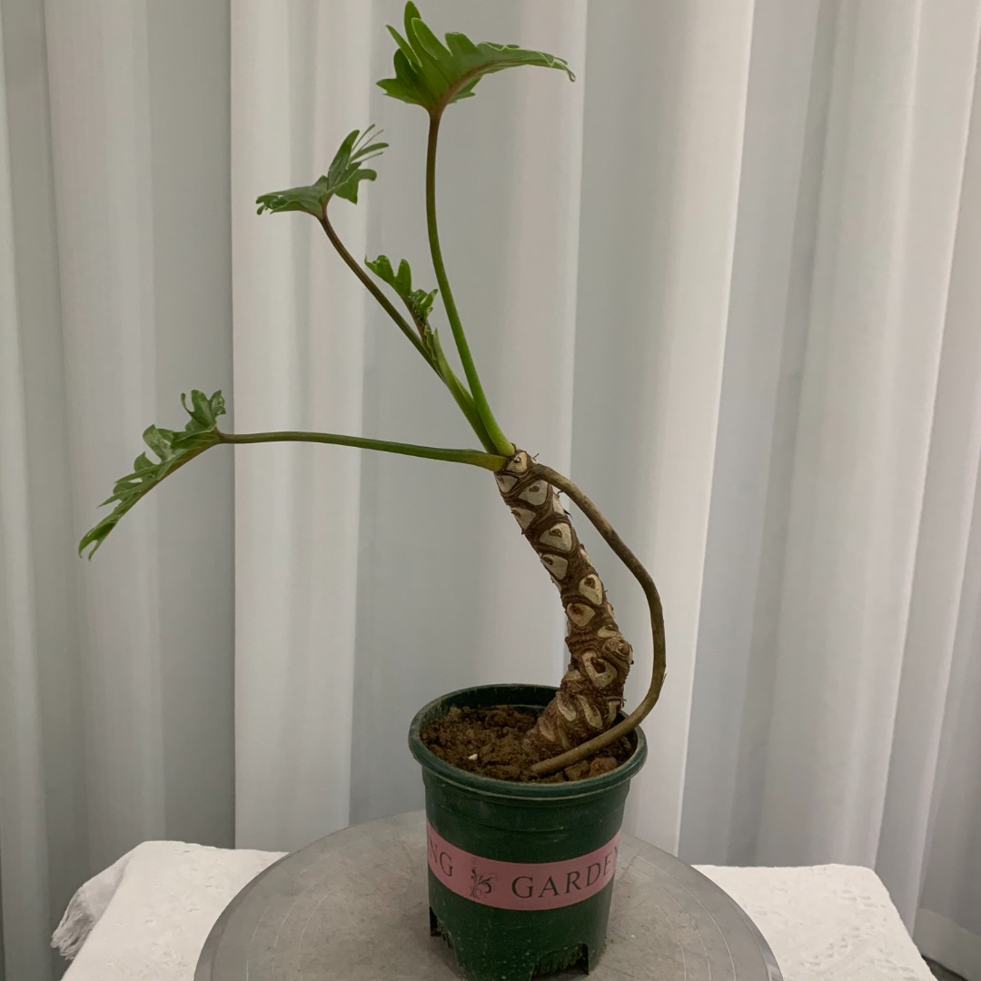 龙鳞小天使老桩苗基地直发，懒人植物