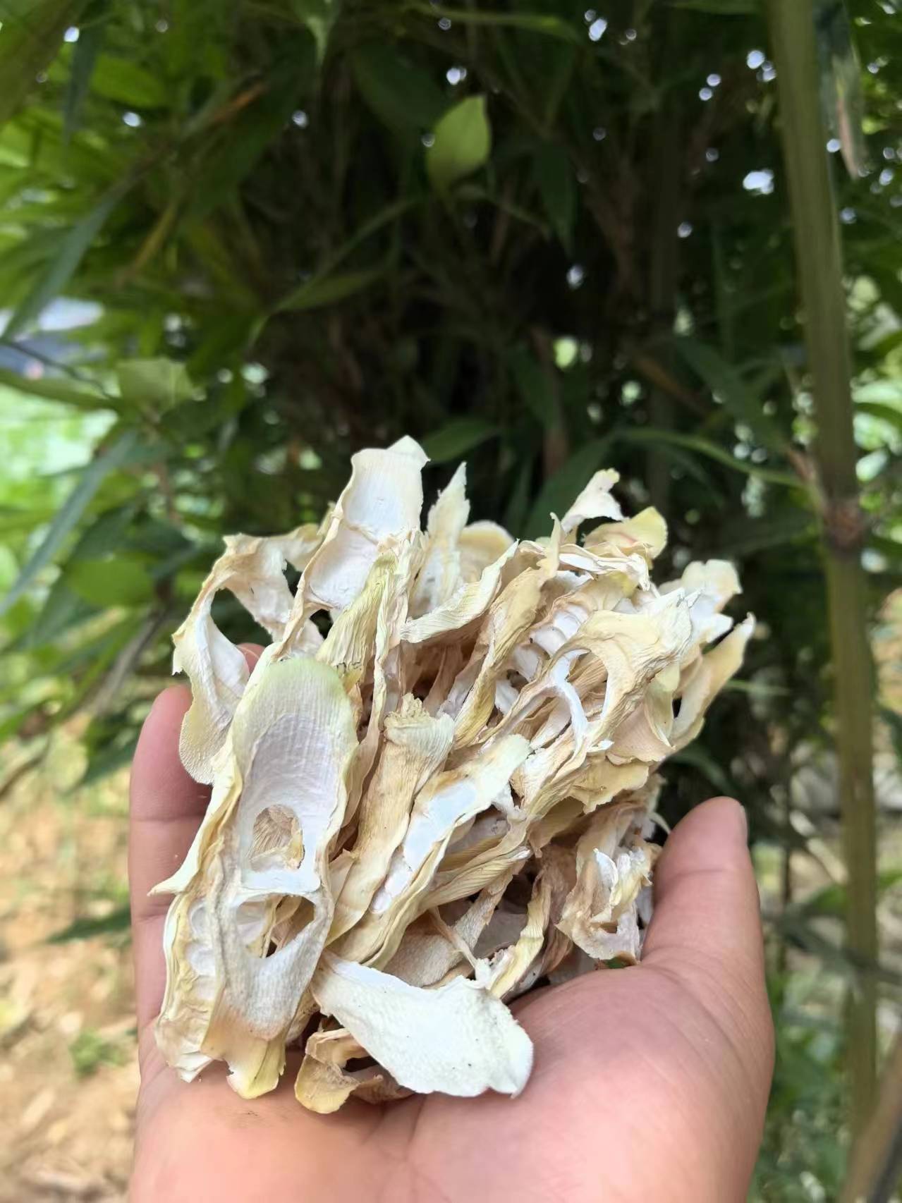 今年新鲜苦笋干片现货 苦竹笋 四川宜宾甜苦笋干片当季新鲜干笋片