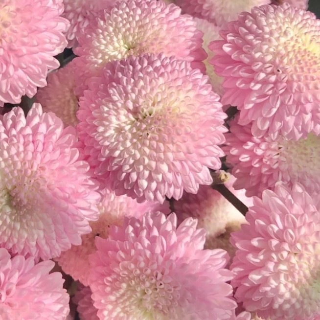 【买5赠1】带花苞菊花大花盆栽新手