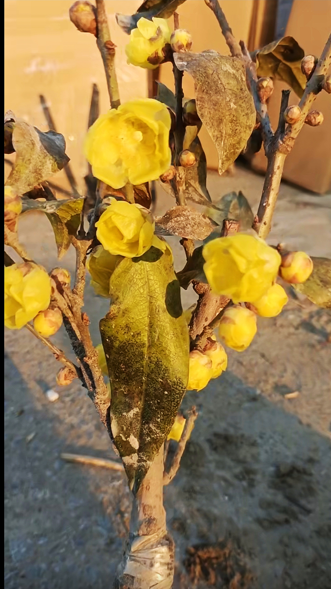 大花素心腊梅小苗带花苞发货浓香型好品种小盆景植物