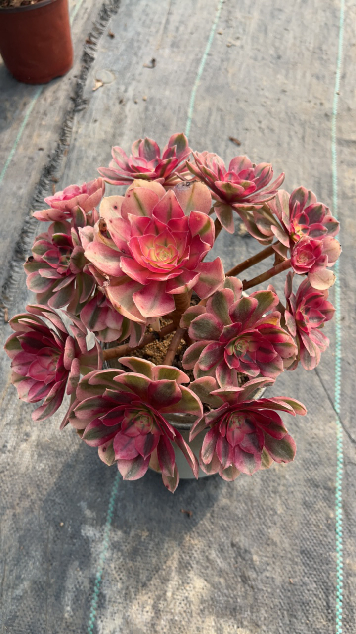 多肉植物法师一物一拍，洋洋法师园