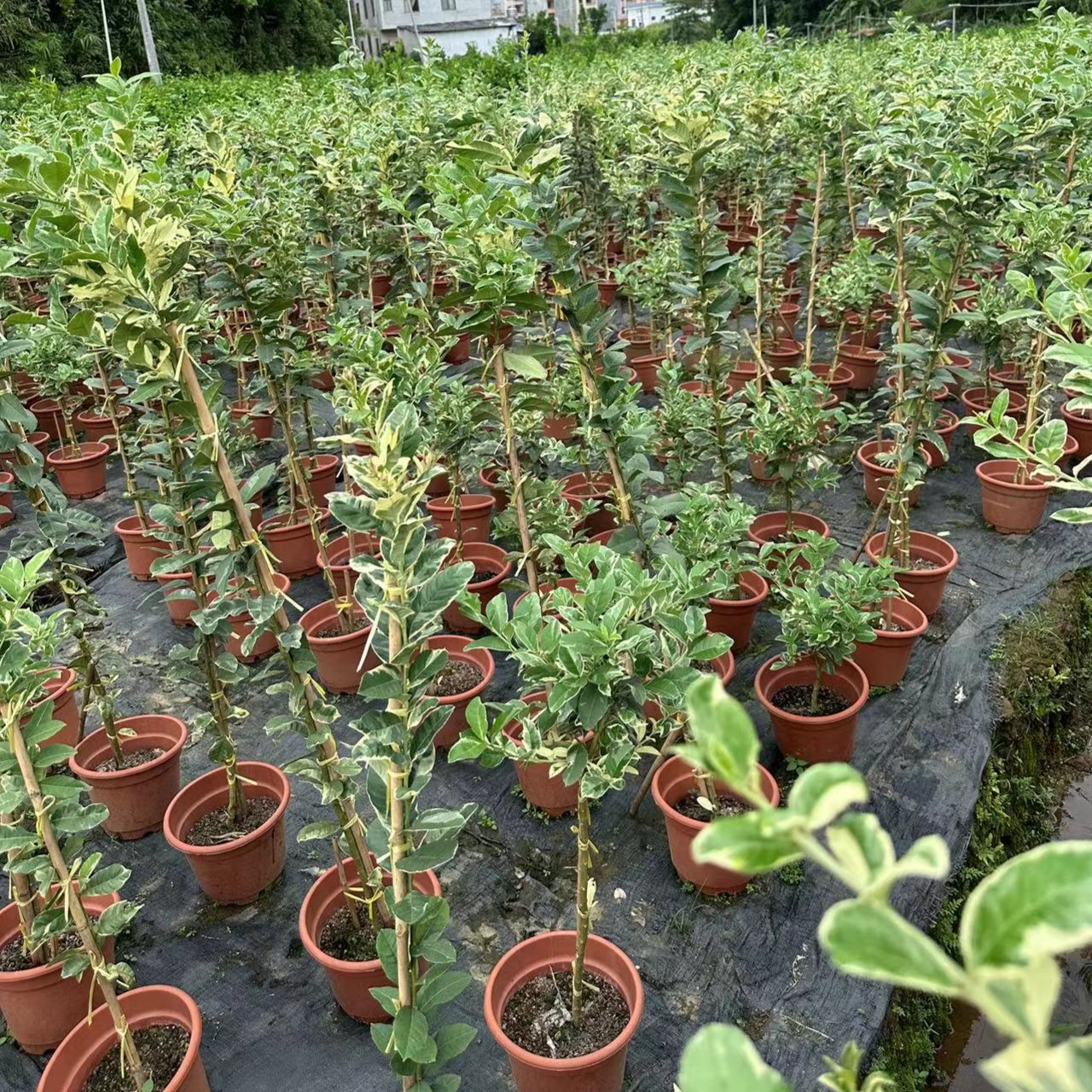 斑叶柠四季开花一物一拍富贵竹