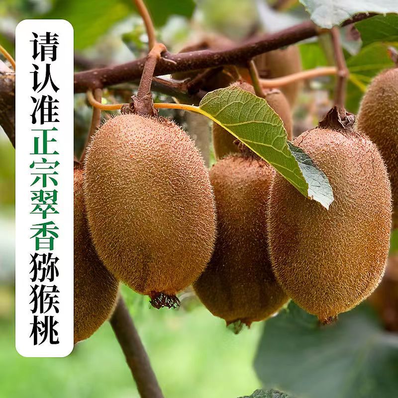 赞小哥陕西眉县翠香猕猴桃当季新鲜水果周至绿心奇异果香甜3-5斤