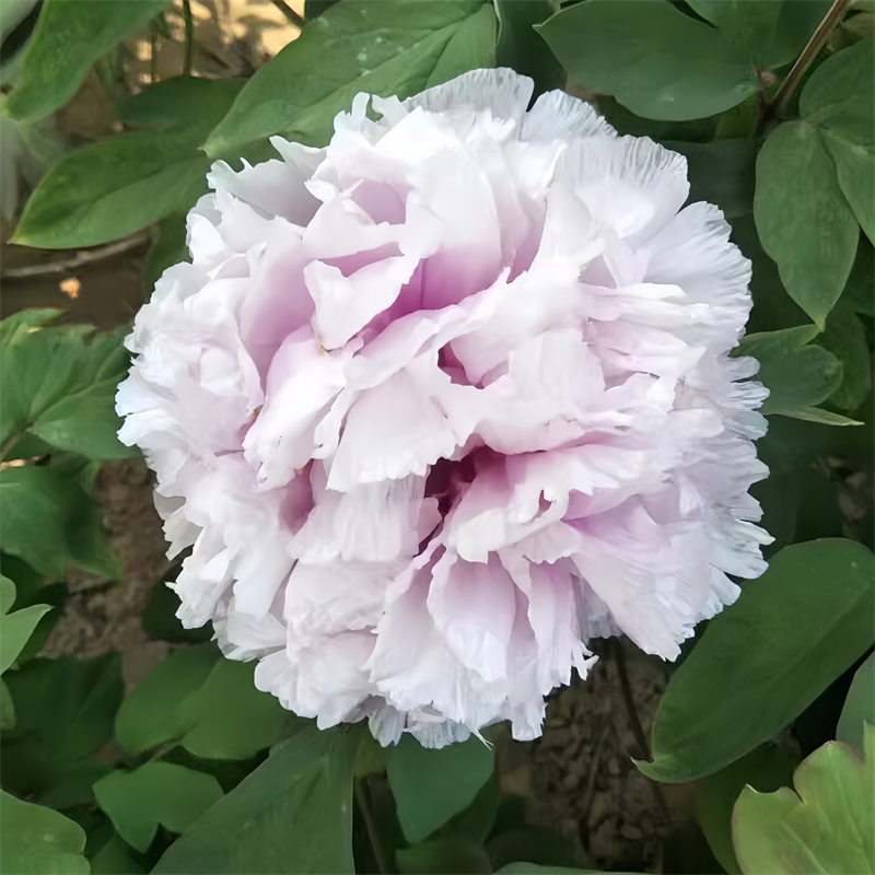 百花展翠牡丹 观赏重瓣大花 