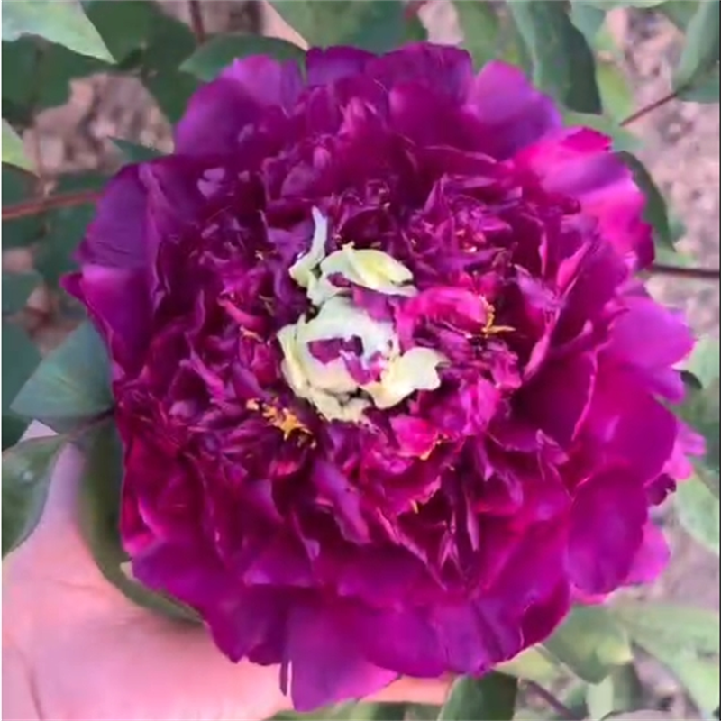 冠群芳牡丹牡丹观赏牡丹花苗盆栽菏泽牡丹花种大苗重瓣花卉