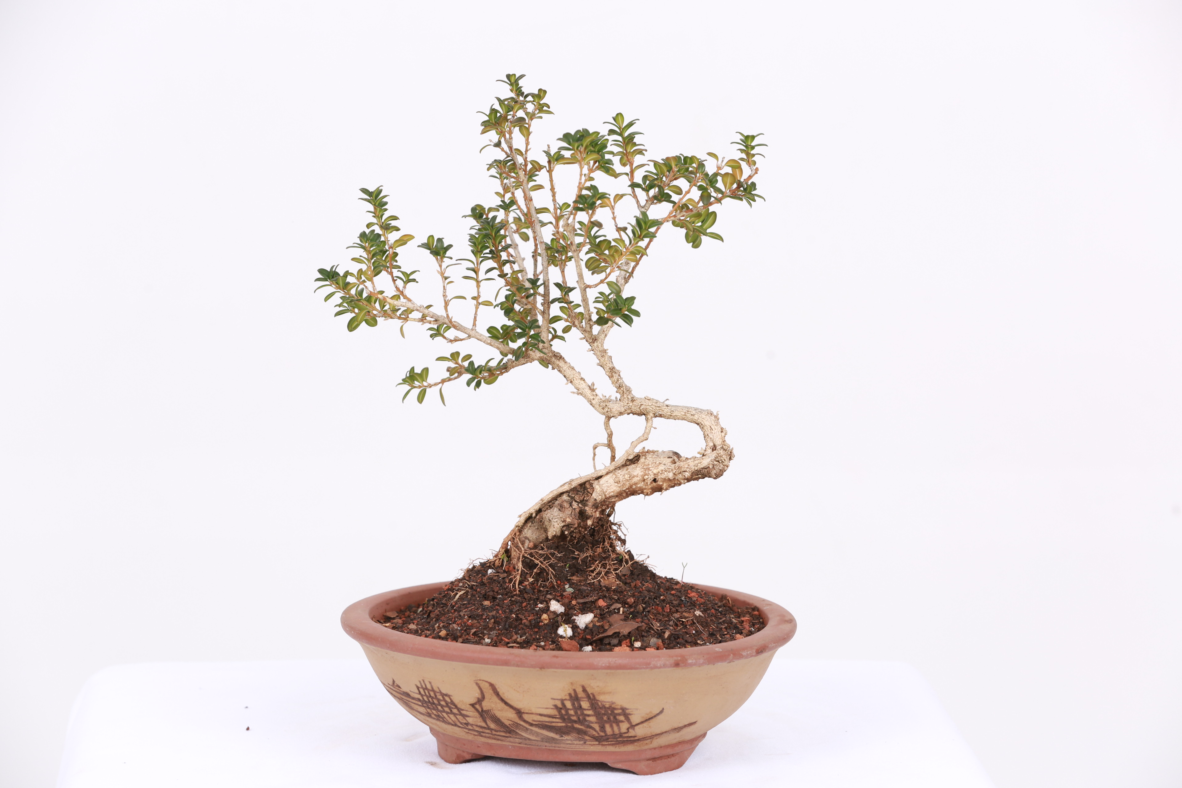 云南黄杨盆景珍珠黄杨盆景素材，小盆栽绿植