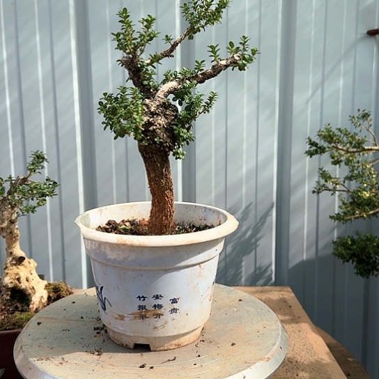 珍珠黄杨盆栽素材