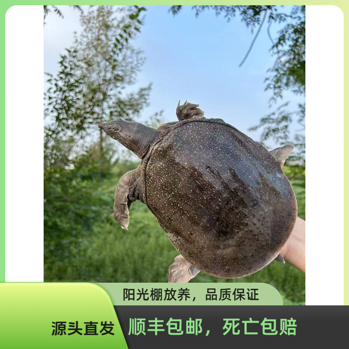 【青背黑背】三只鲜活甲鱼共重6~7斤中华鳖水鱼团鱼包邮包活到家