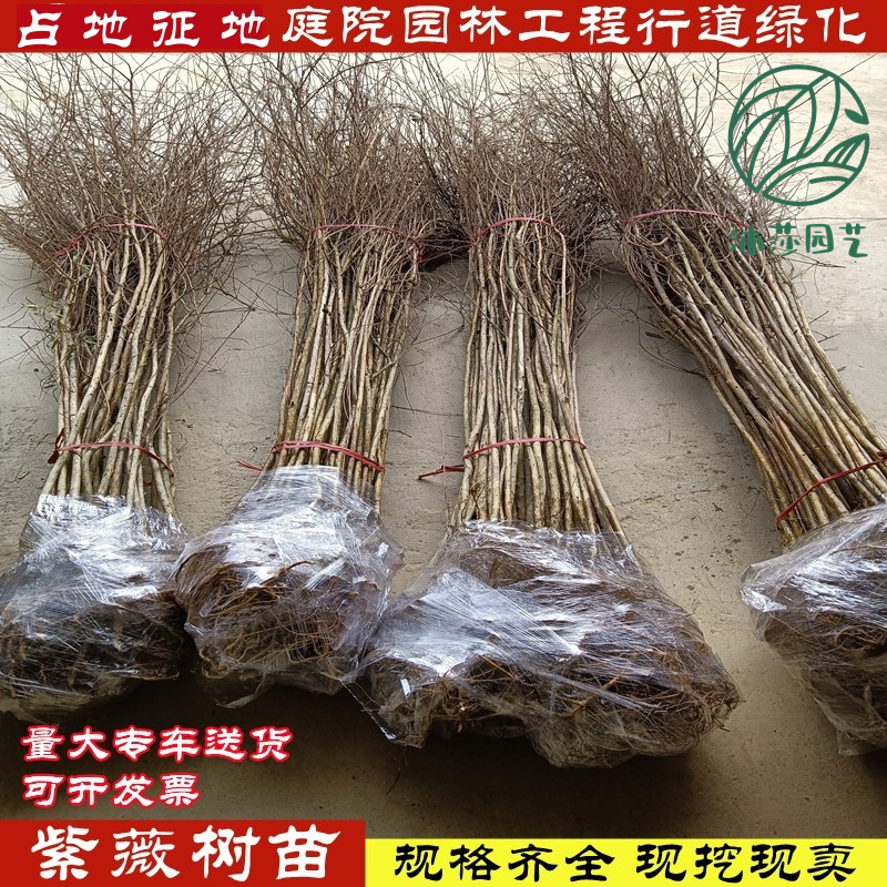 紫薇树苗占地拆迁紫薇苗紫薇小苗红火箭紫薇树苗百日红花期长包邮