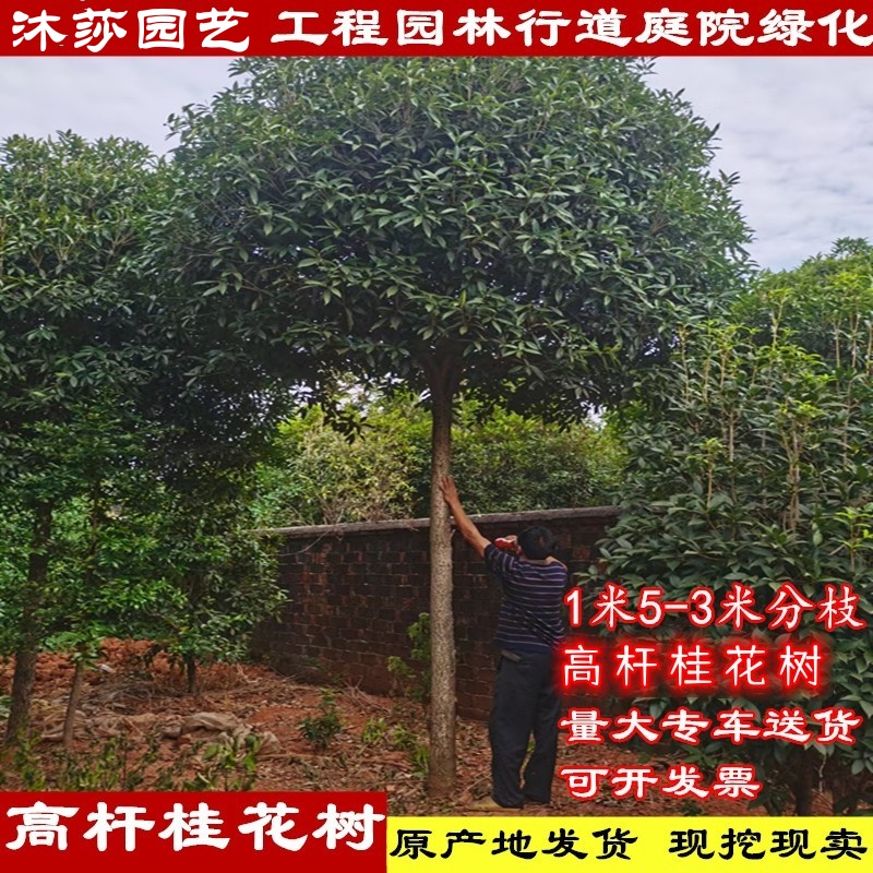 桂花树大型别墅庭院室外1.5-3米高杆金桂丹桂状元红桂花大树苗