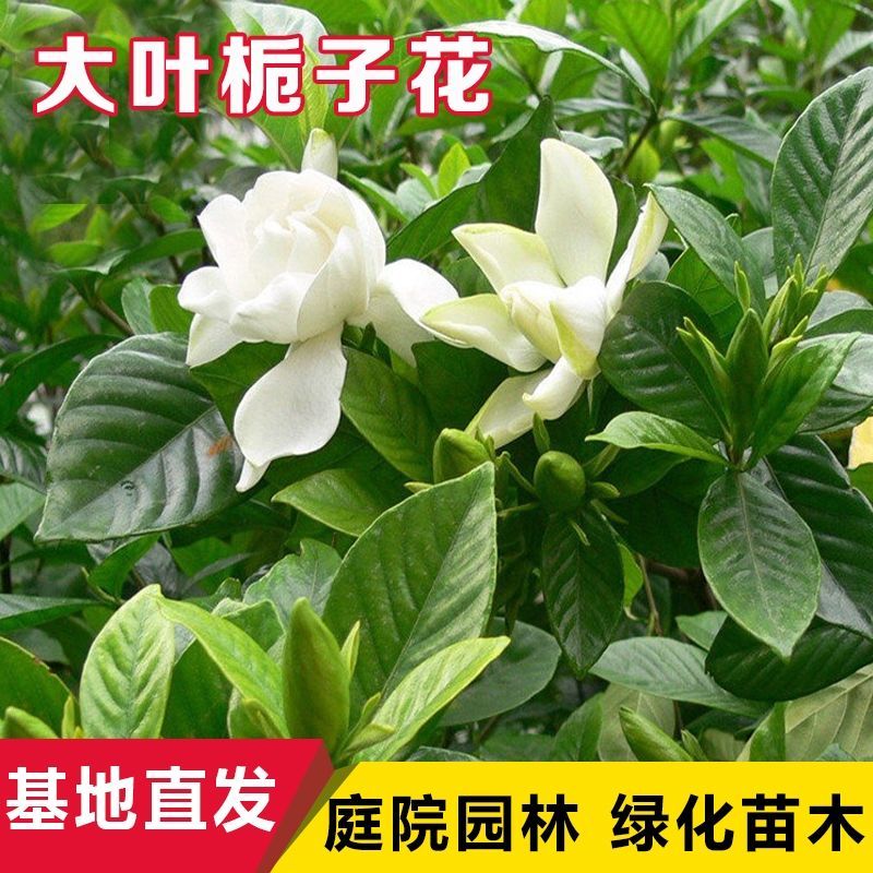 栀子花树苗庭院室外特大浓香型栀子花树苗室外庭院栀子花大树苗庭