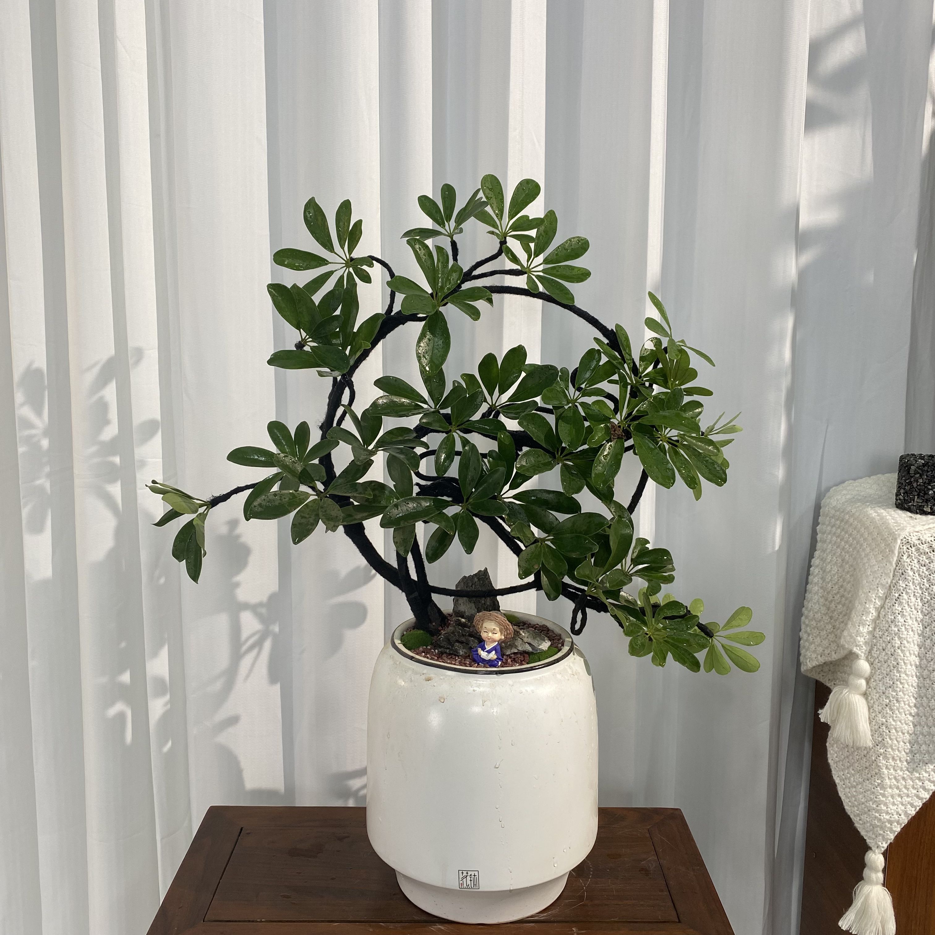 栽办公室内植物八方来招财鸭脚木鹅掌柴绿植客厅桌面盆景