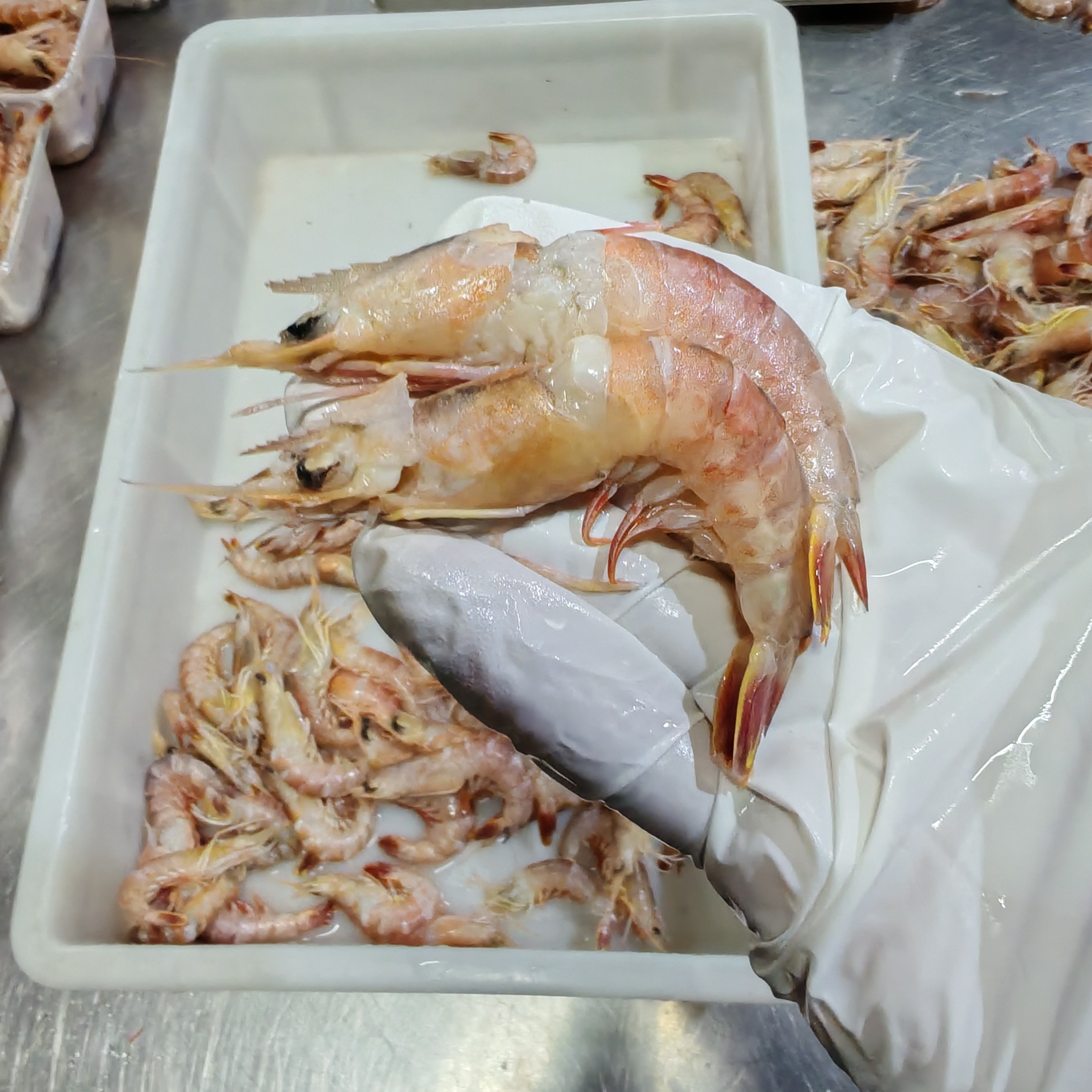 东平港野生海捕 受伤掉头虾 虾头仔 明虾 麻虾