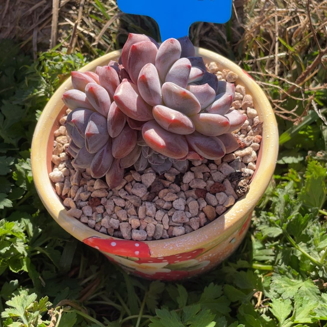 11-13-82静好多肉