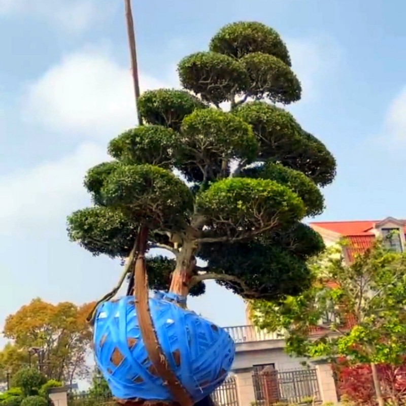 黄杨树苗黄杨球小叶黄杨瓜子黄杨造型树四季常青耐阴常绿庭院植物