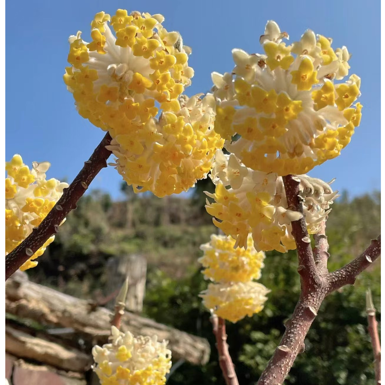 结香花树苗盆栽盆景室内外阳台庭院耐寒花卉植物园林绿化四季花苗