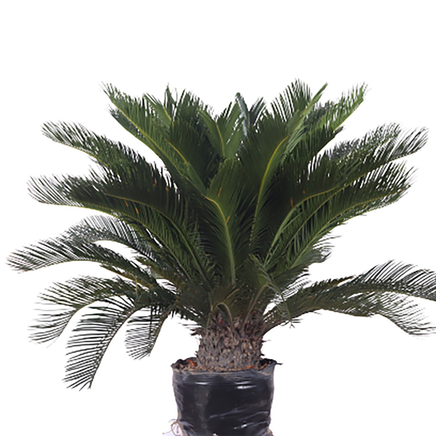 铁树绿植四季常青适合室内外"懒人植物栽培，造型培植发货盆栽可爱