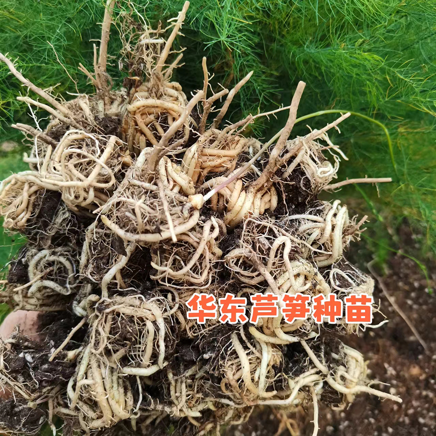 刘保真 tc30f1优质芦笋种苗一代杂交穴盘苗 
