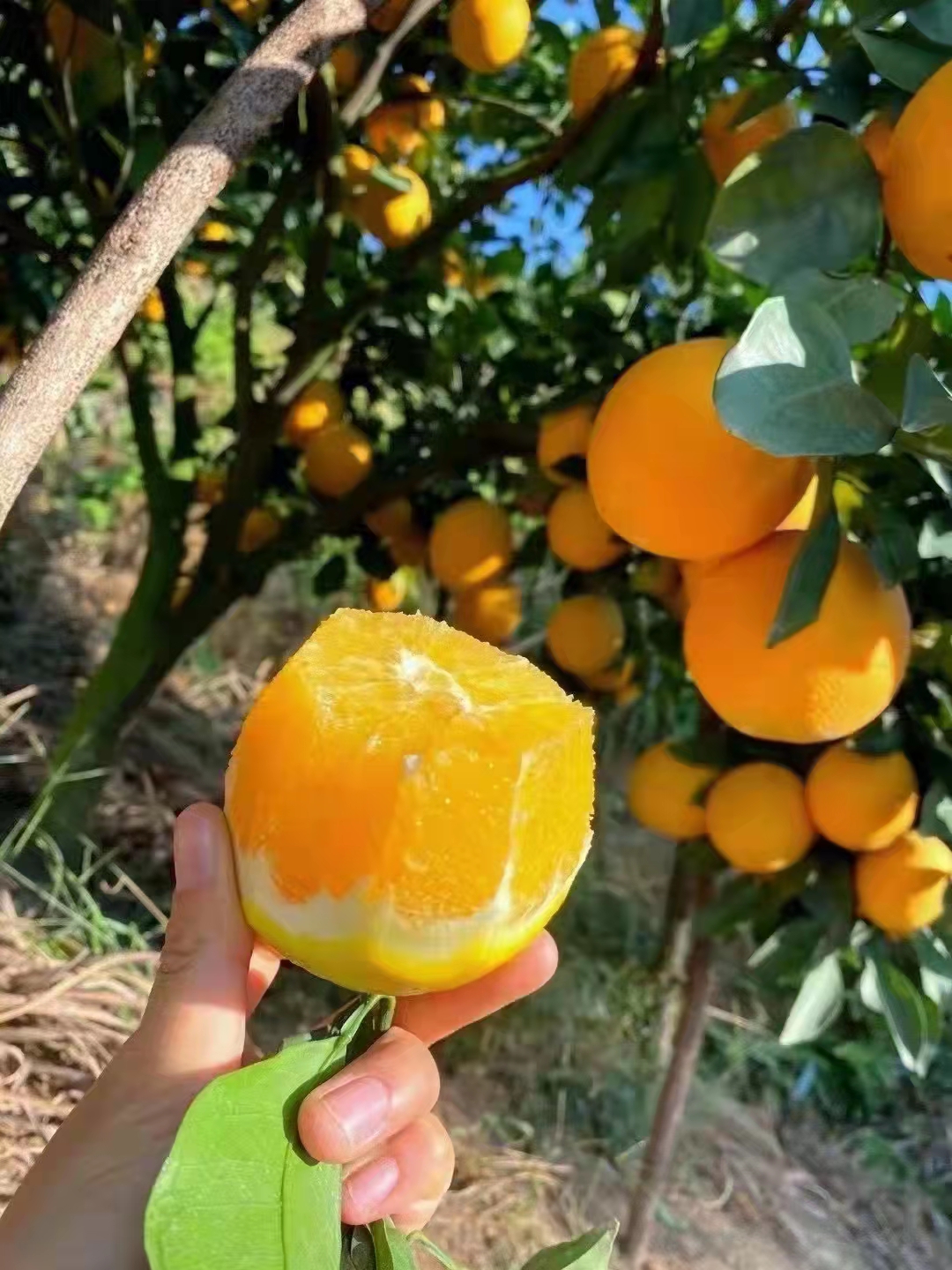 正宗赣南脐橙自家果园现摘现发80-90mm大果带箱10斤装